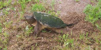 zrg turtle laying eggs 2010